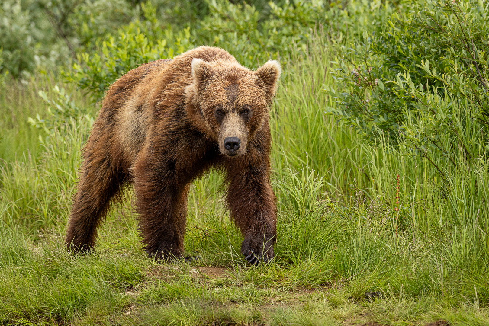 alaska2025