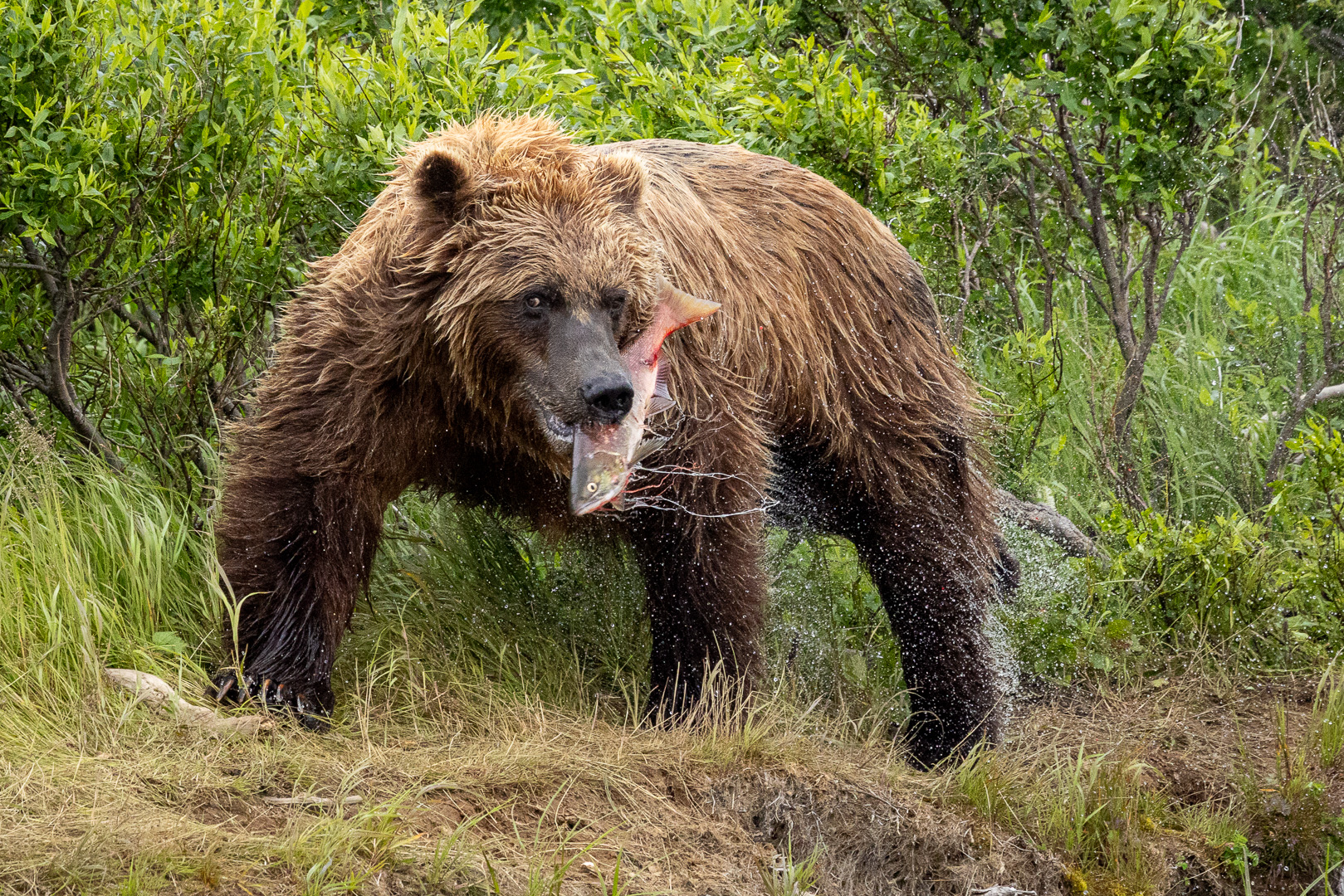 alaska2025