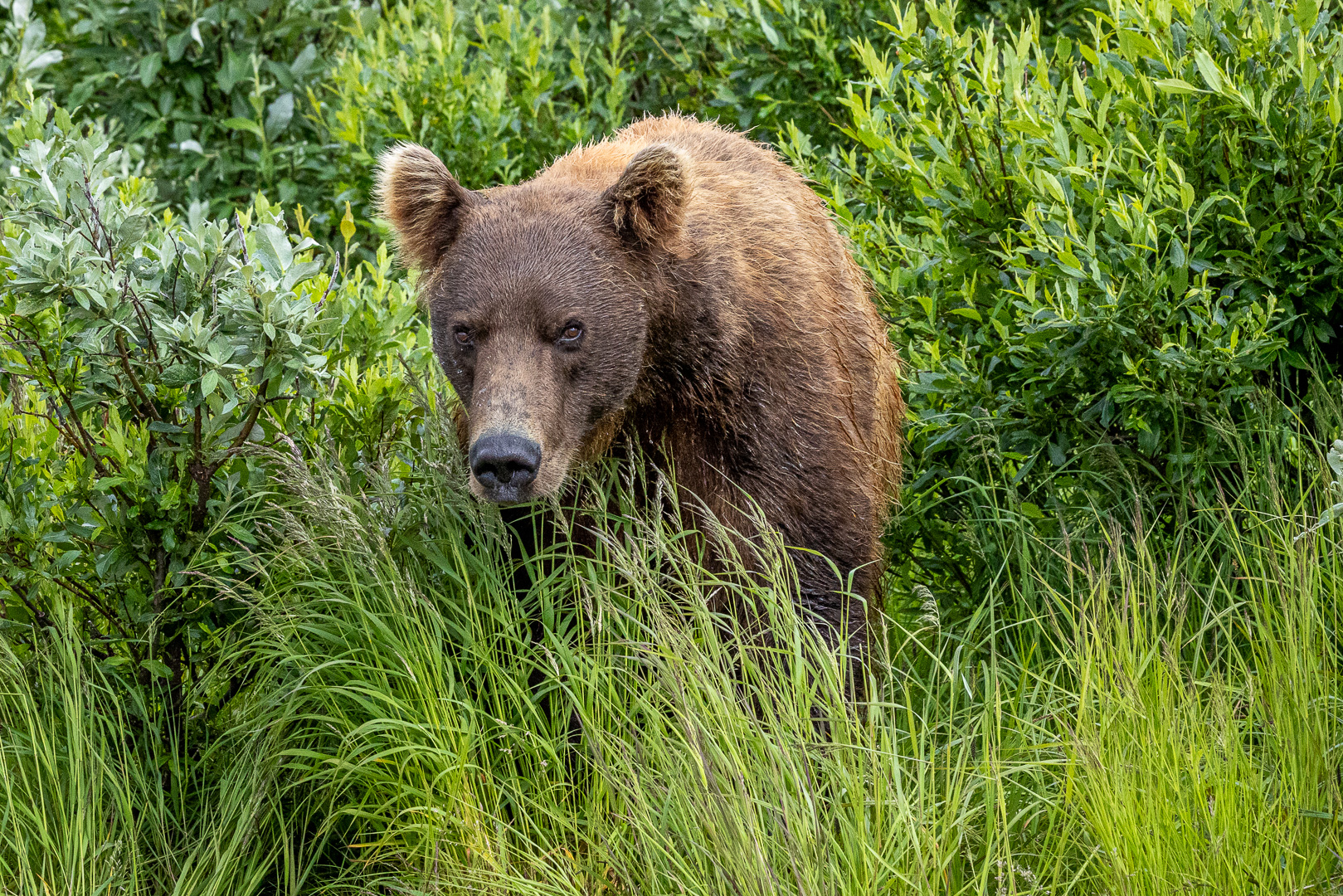 alaska2025
