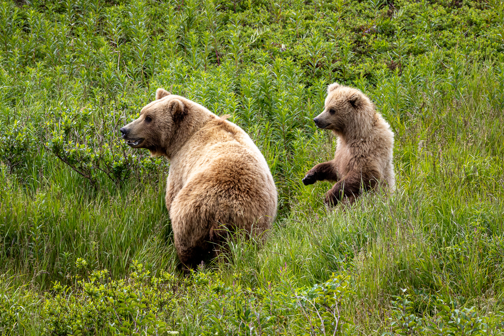 alaska2025