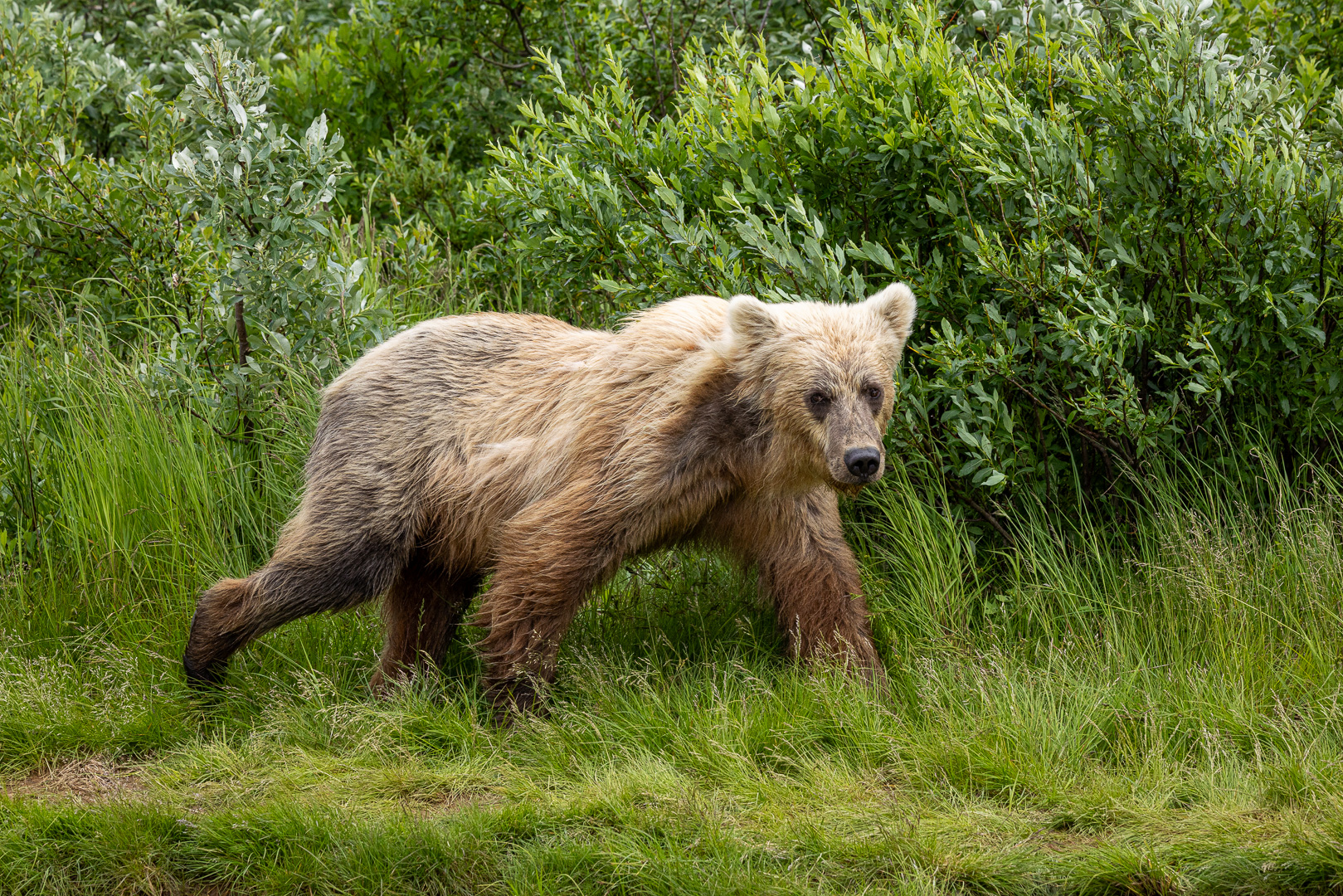 alaska2025