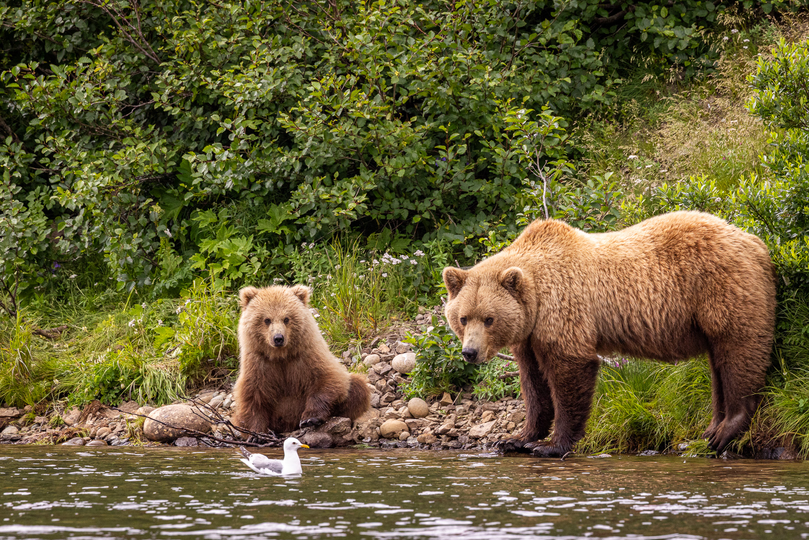 alaska2025