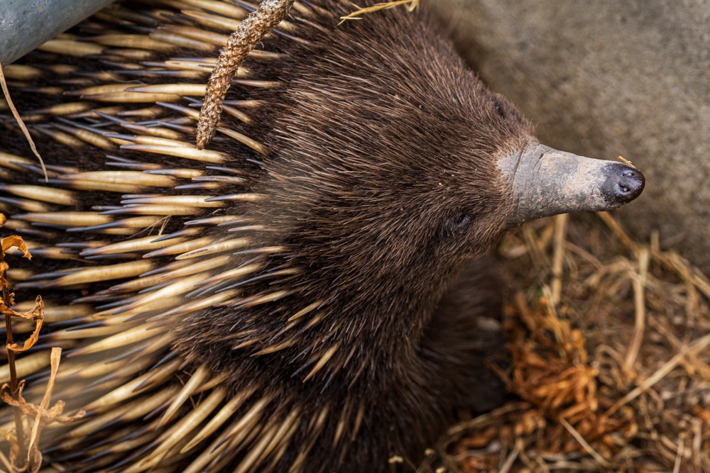 australia2025