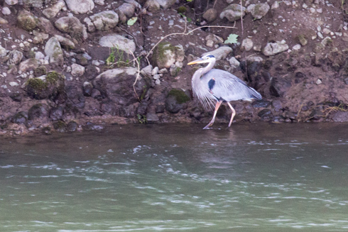 columbisriver2017