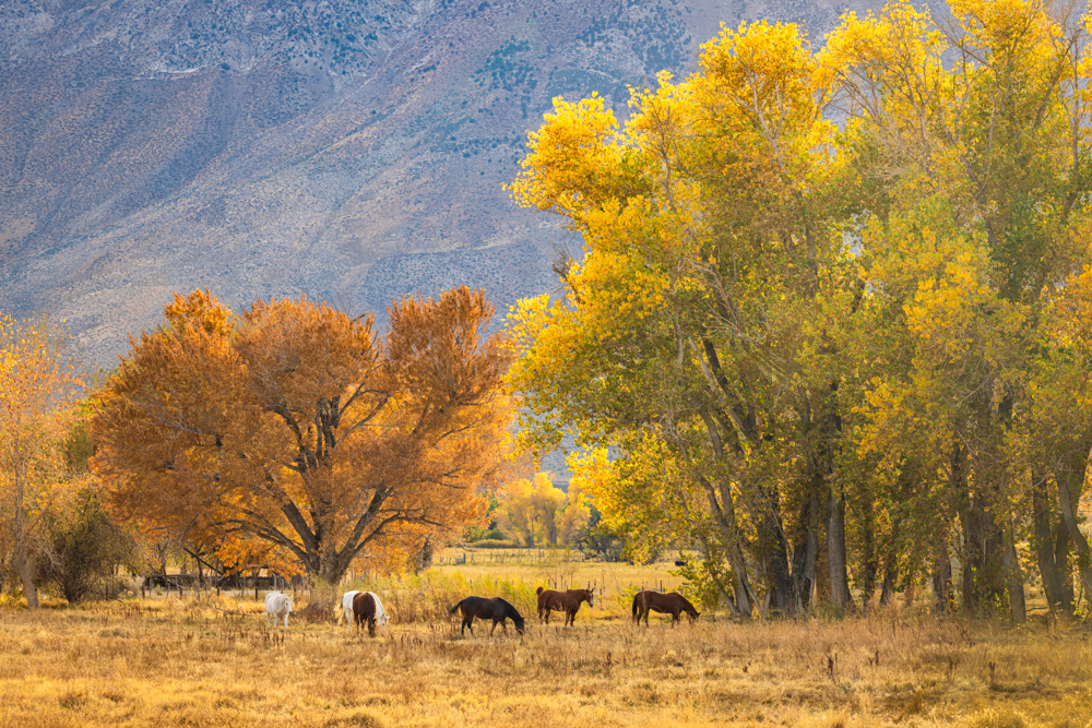 deathvalley2024