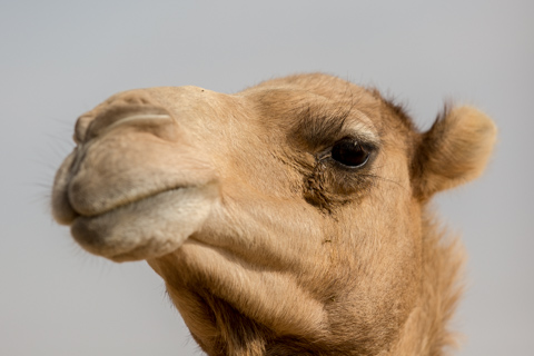 dubai2014
