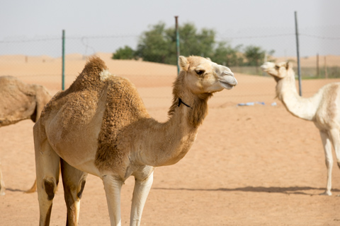 dubai2014