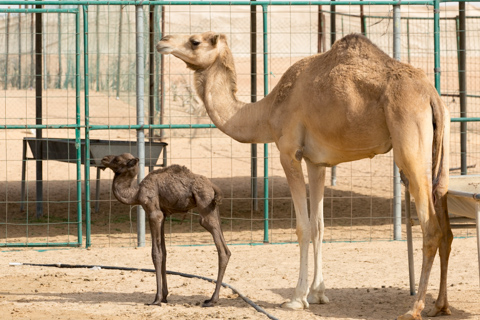 dubai2014