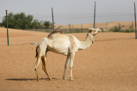 dubai2014