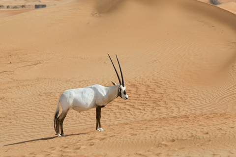 dubai2014