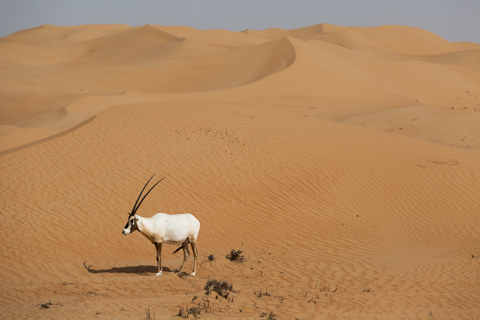 dubai2014