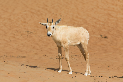dubai2014