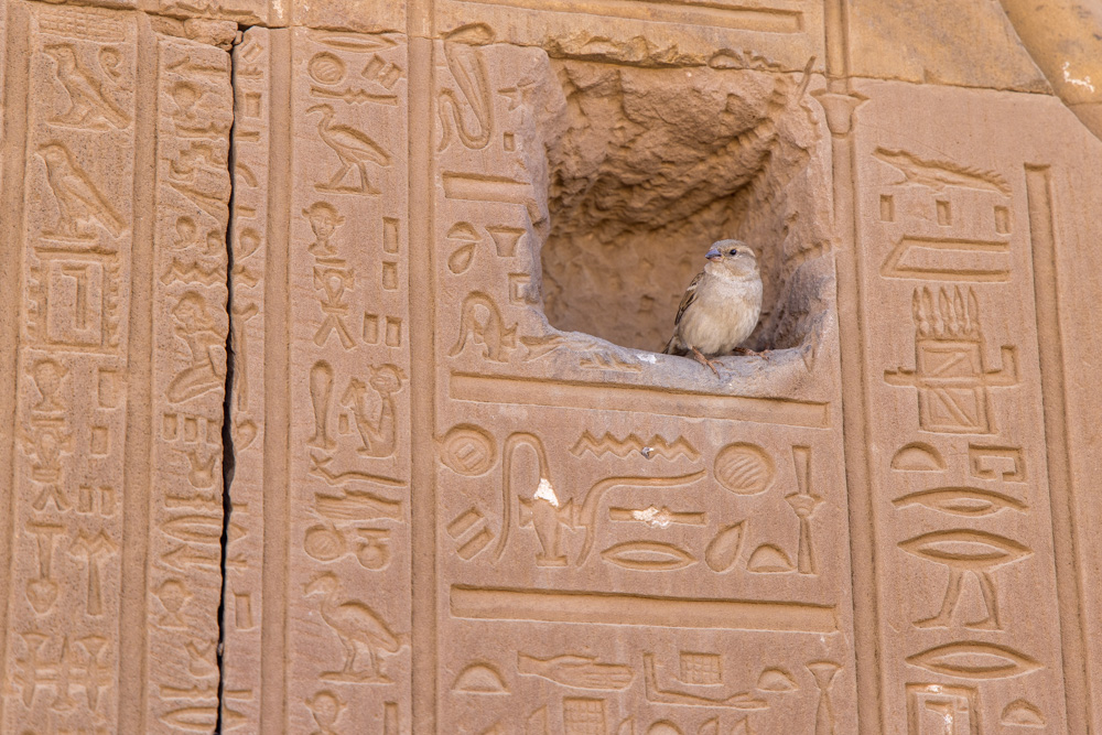 egypt2022
