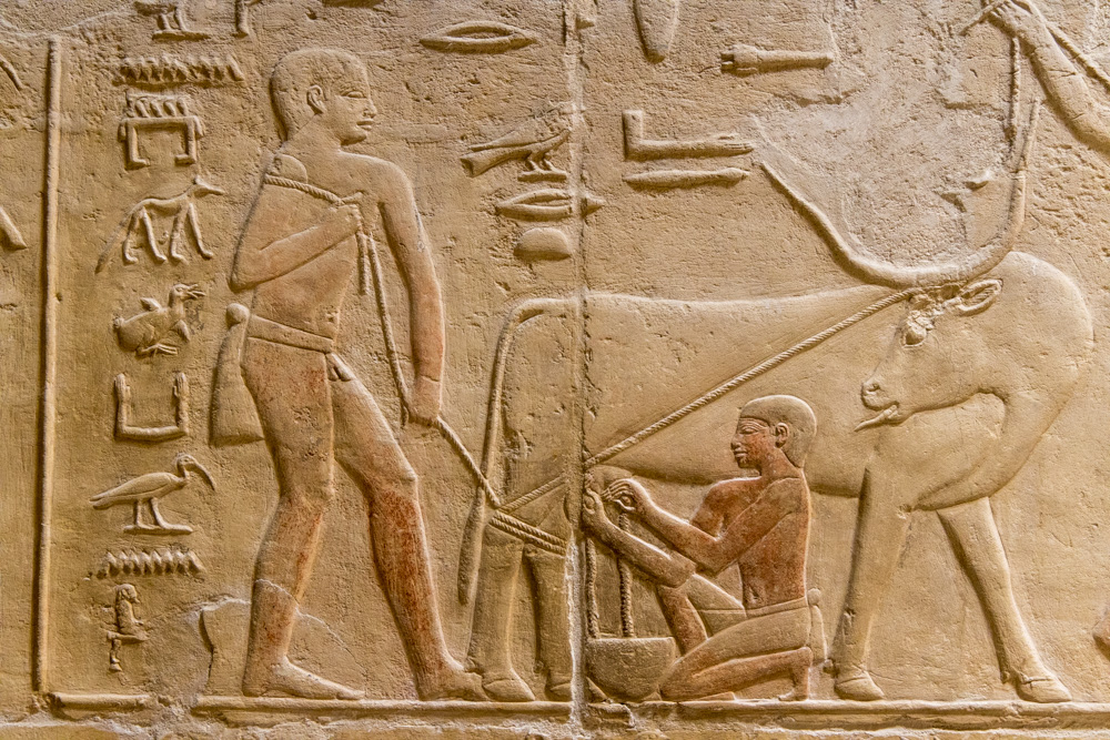 egypt2022