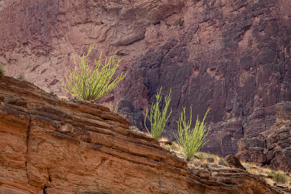 grandcanyon2023