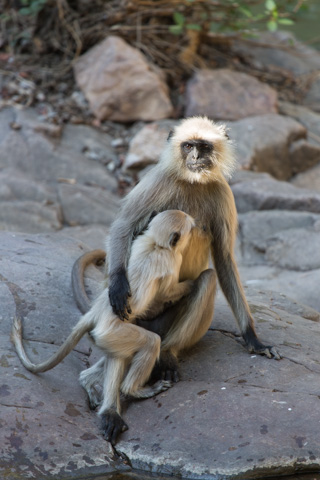 india2015