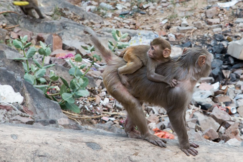 india2015
