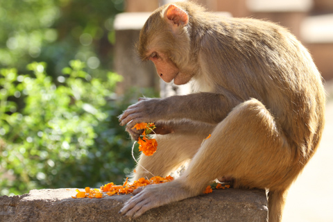 india2016