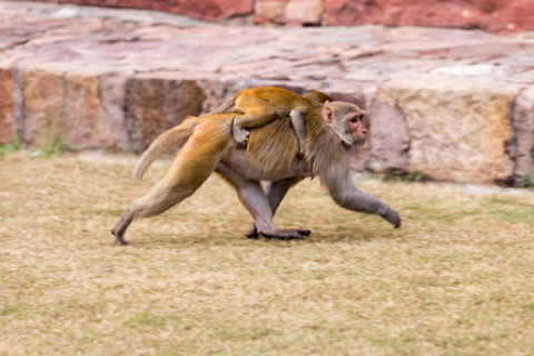india2017