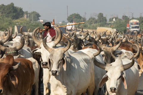 india2017