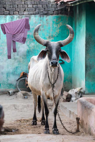 india2017