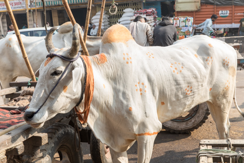 india2017