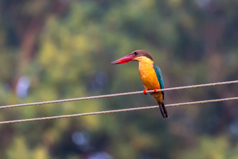 india2018
