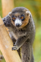 Madagascar 2022