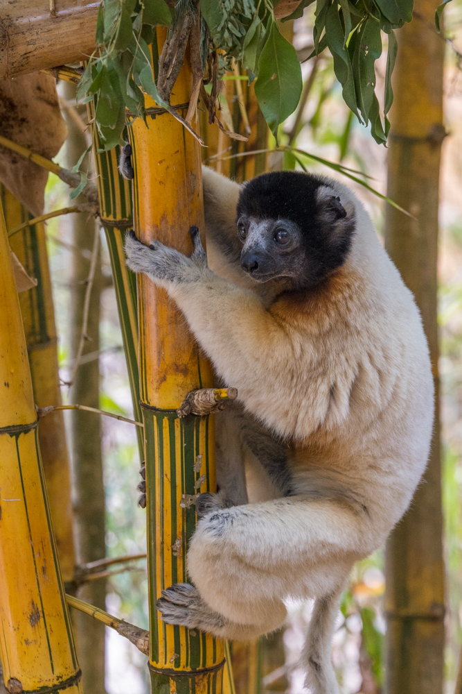 madagascar2022