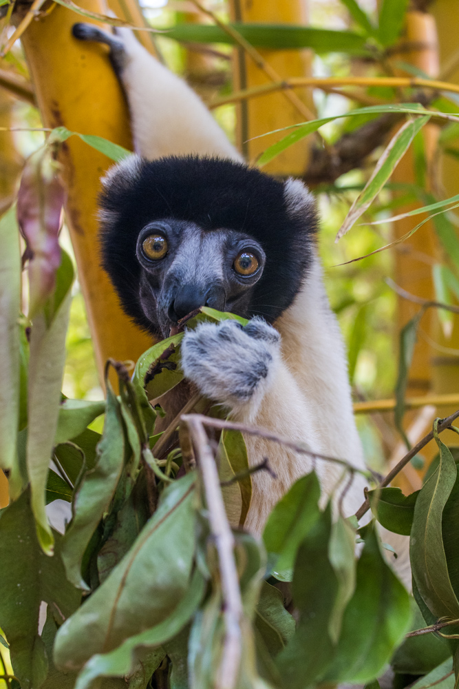madagascar2022