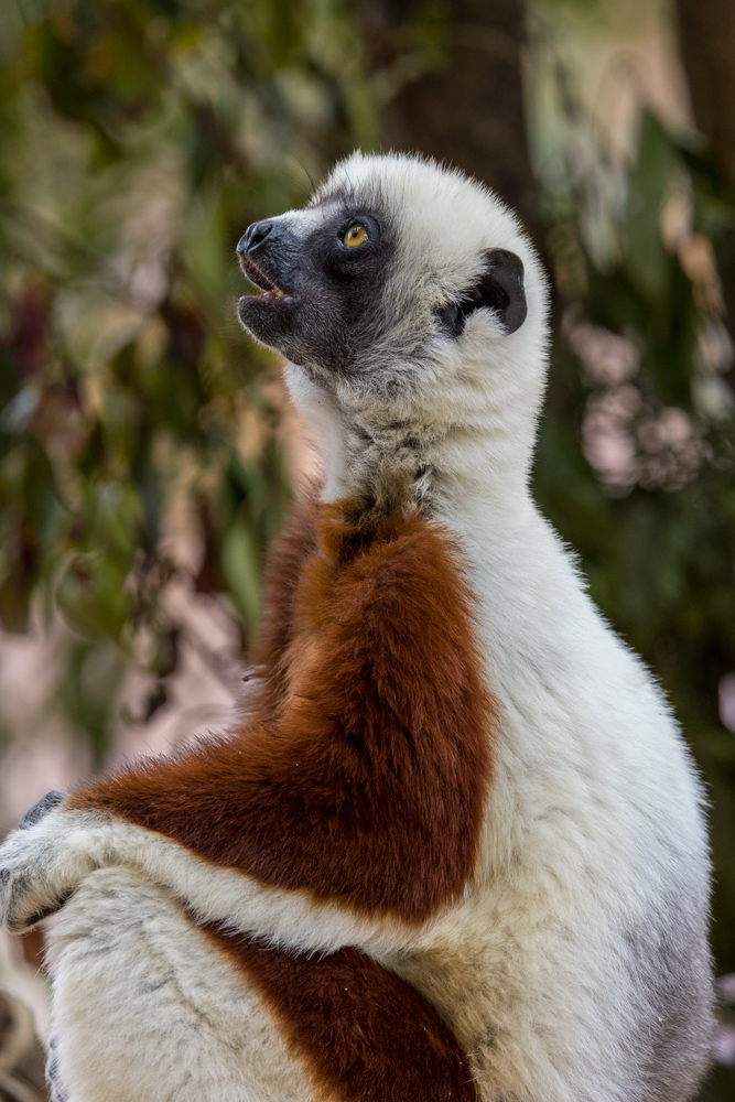 madagascar2022