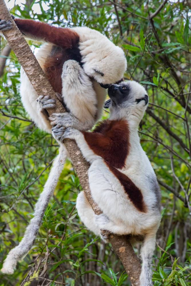 madagascar2022