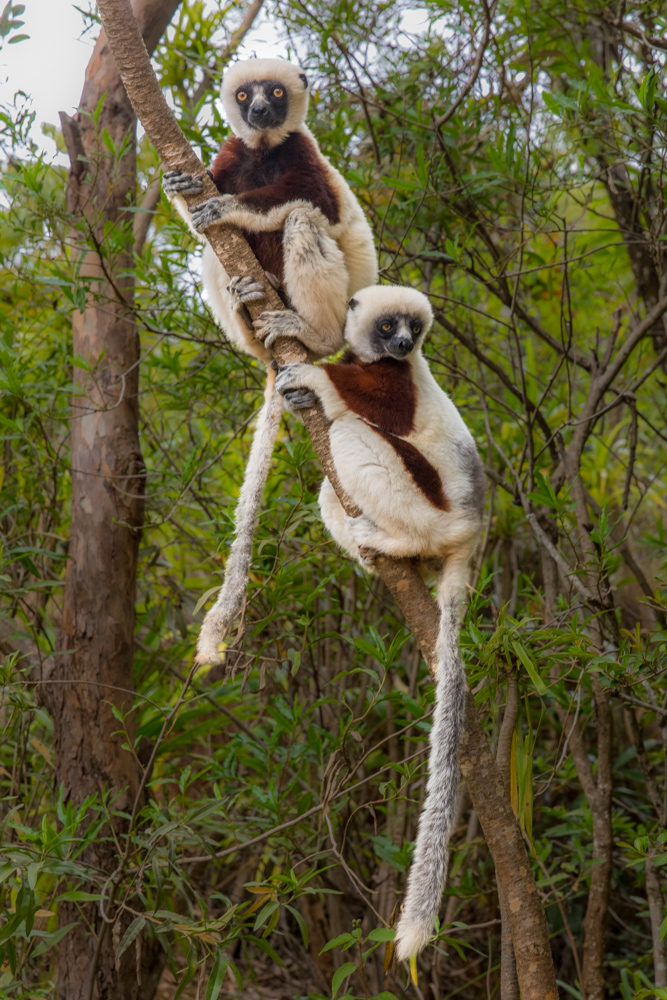 madagascar2022