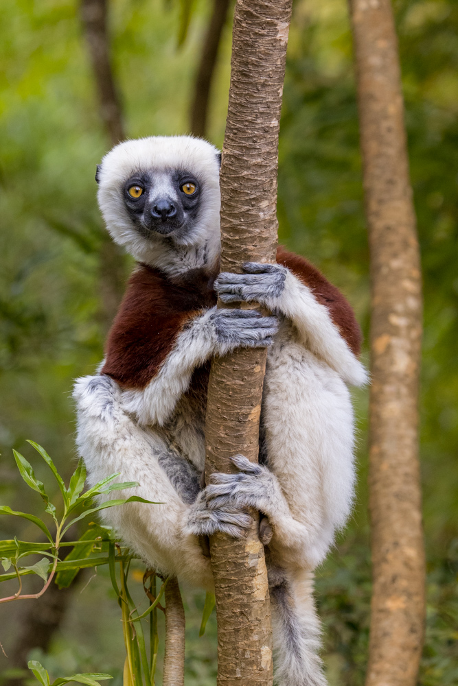 madagascar2022