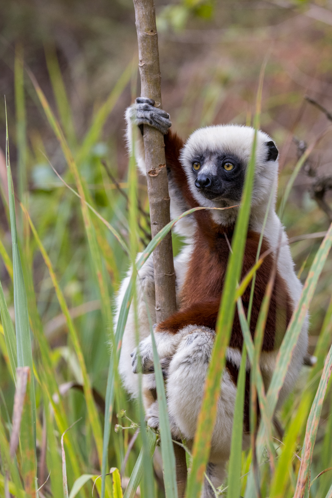 madagascar2022