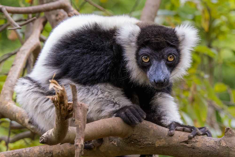 madagascar2022