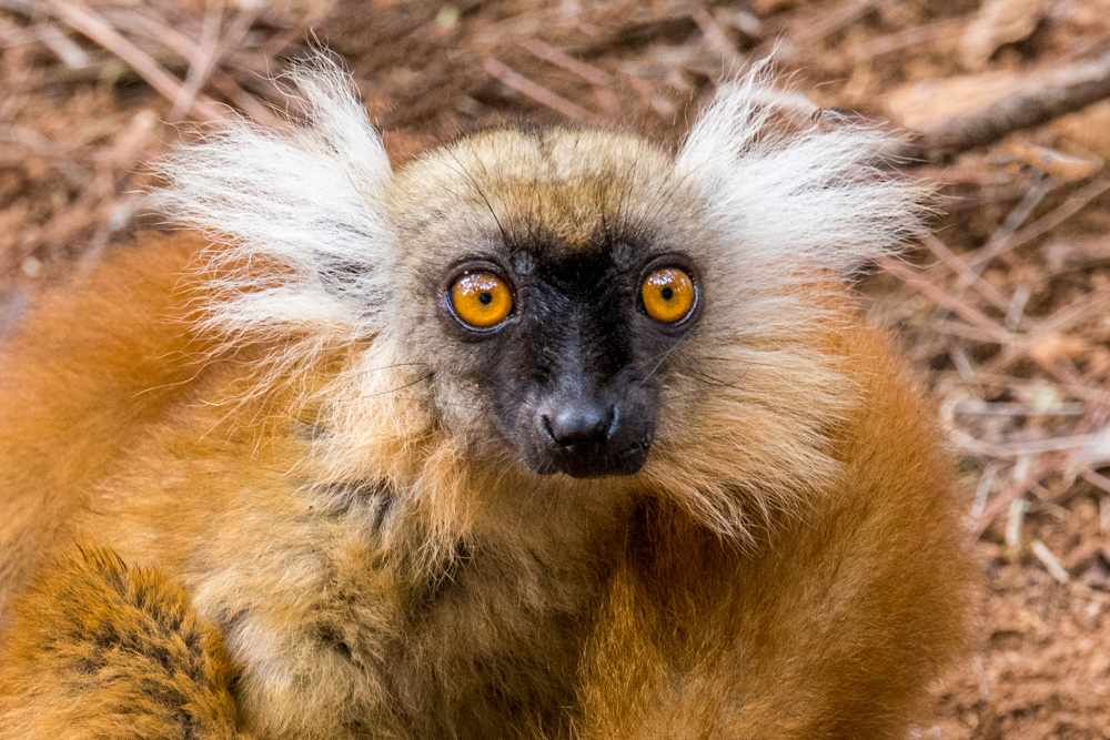 madagascar2022