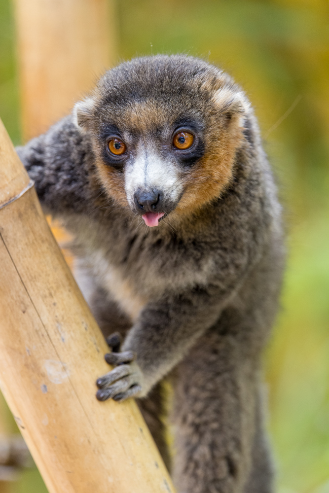 madagascar2022