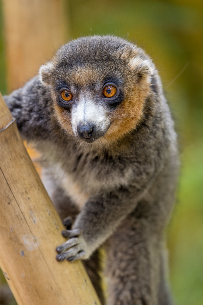 madagascar2022