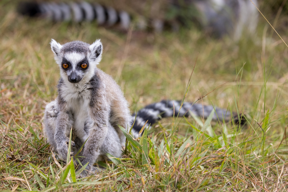 madagascar2022