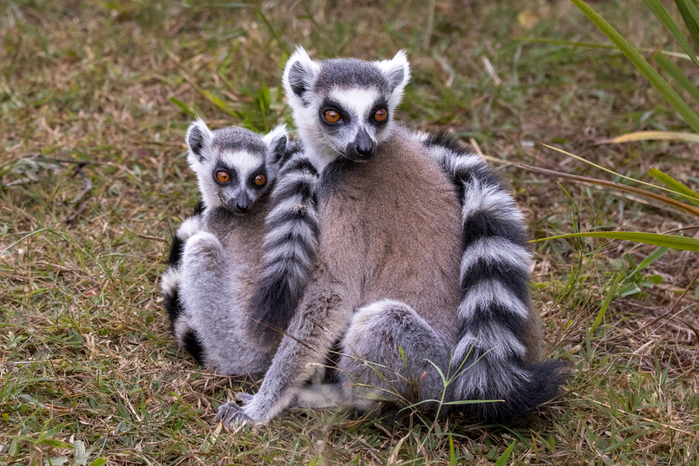 madagascar2022
