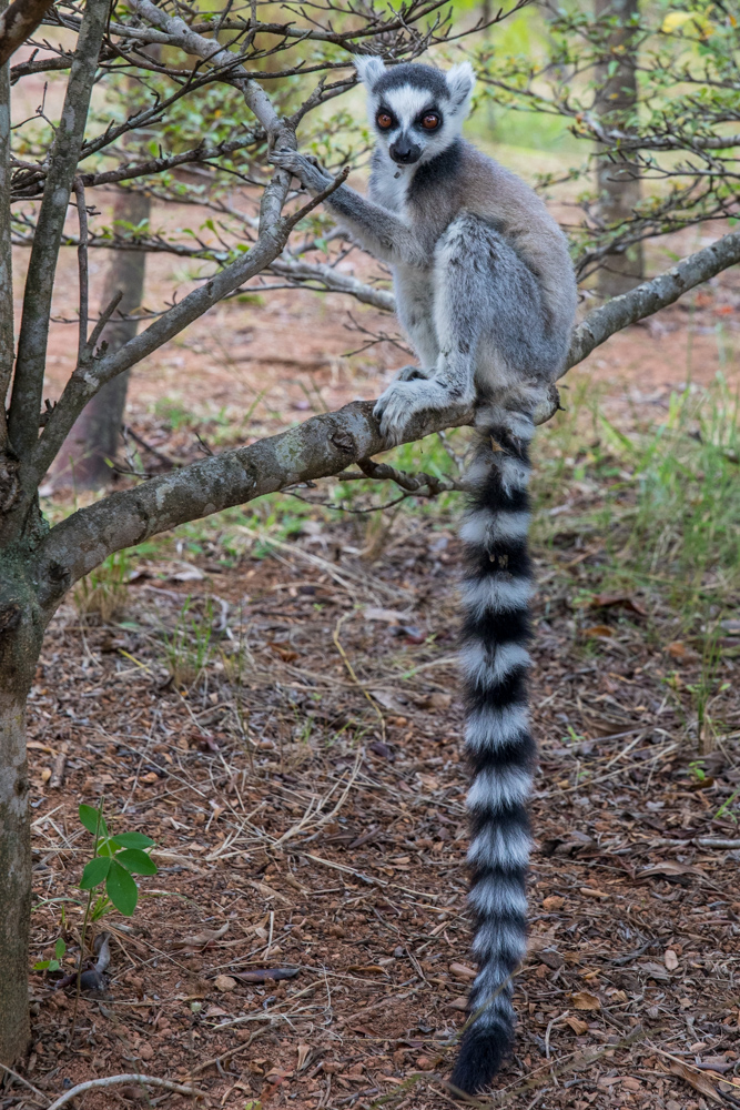 madagascar2022