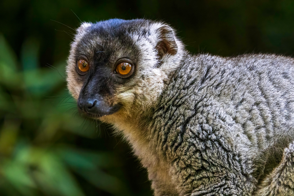 madagascar2022