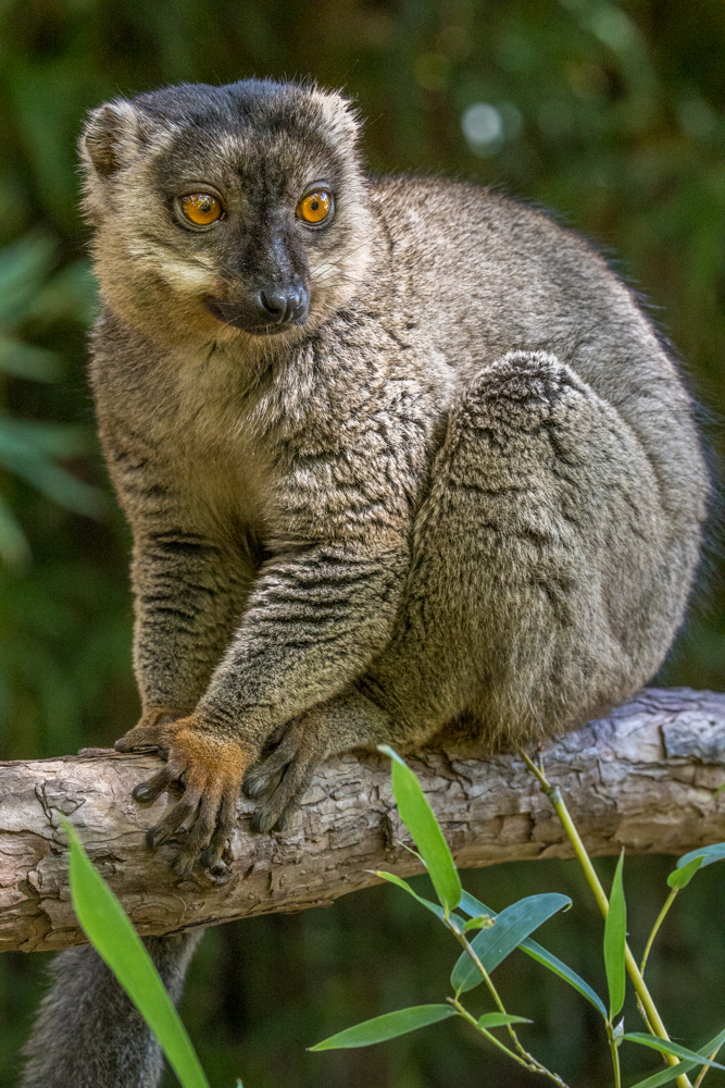 madagascar2022
