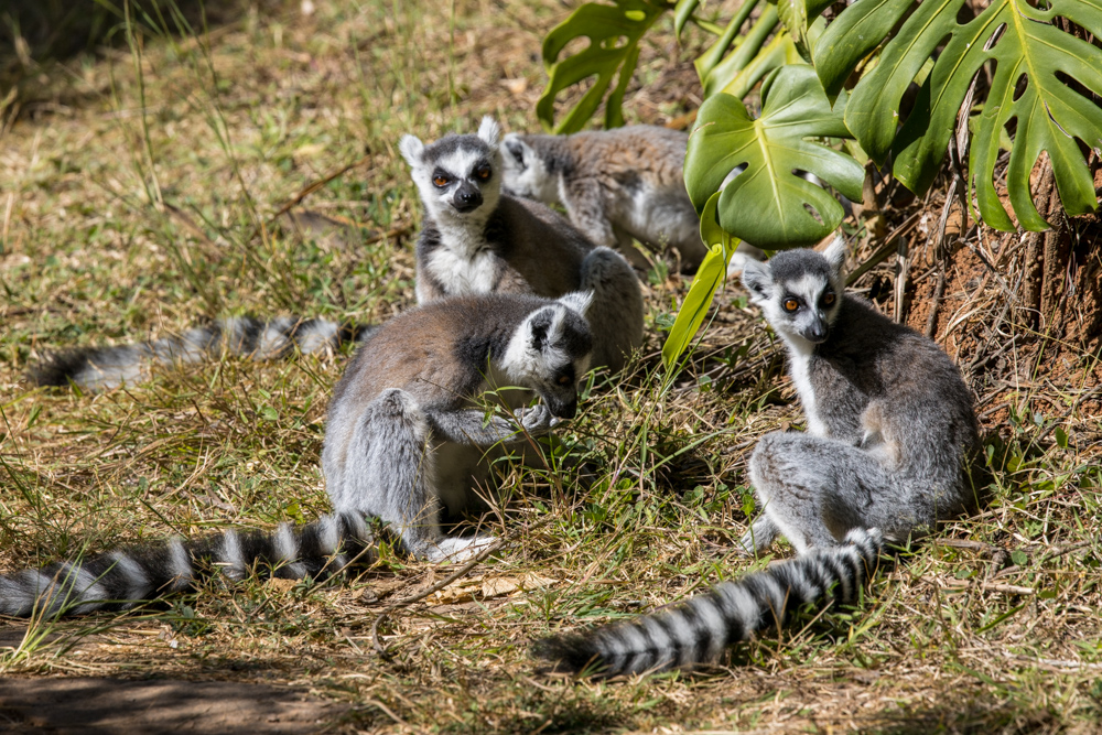 madagascar2022