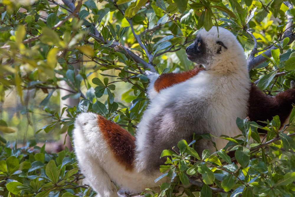 madagascar2022