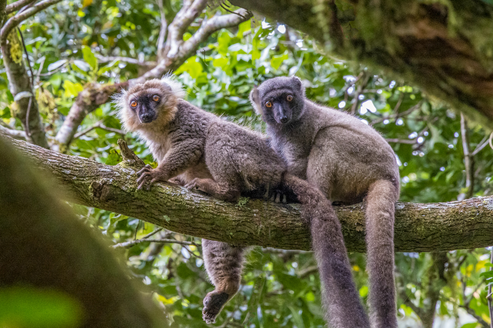 madagascar2022