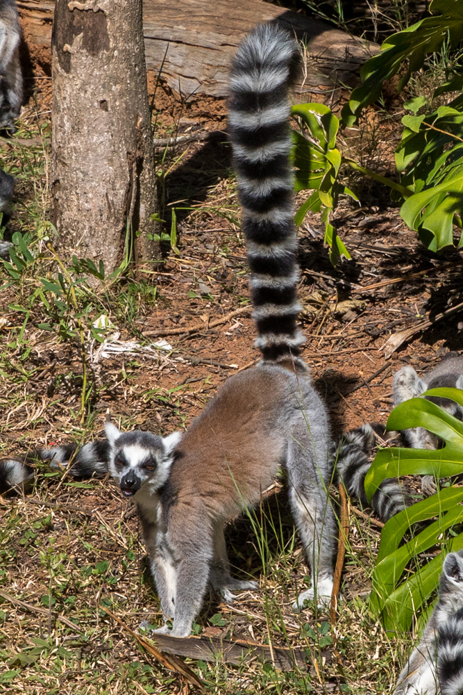madagascar2022