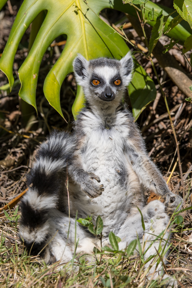 madagascar2022