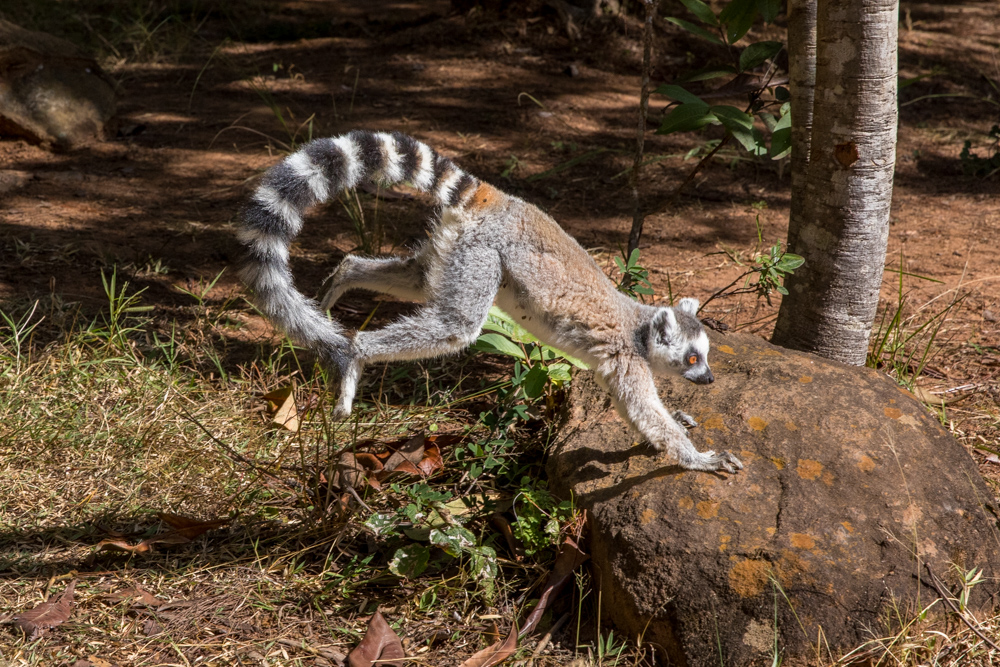 madagascar2022